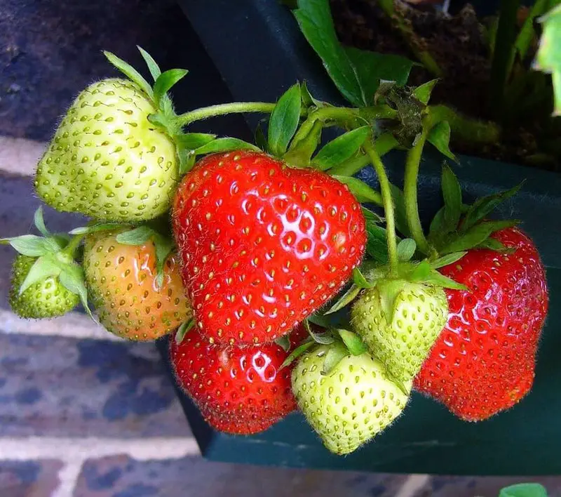 Types of Strawberry Plants