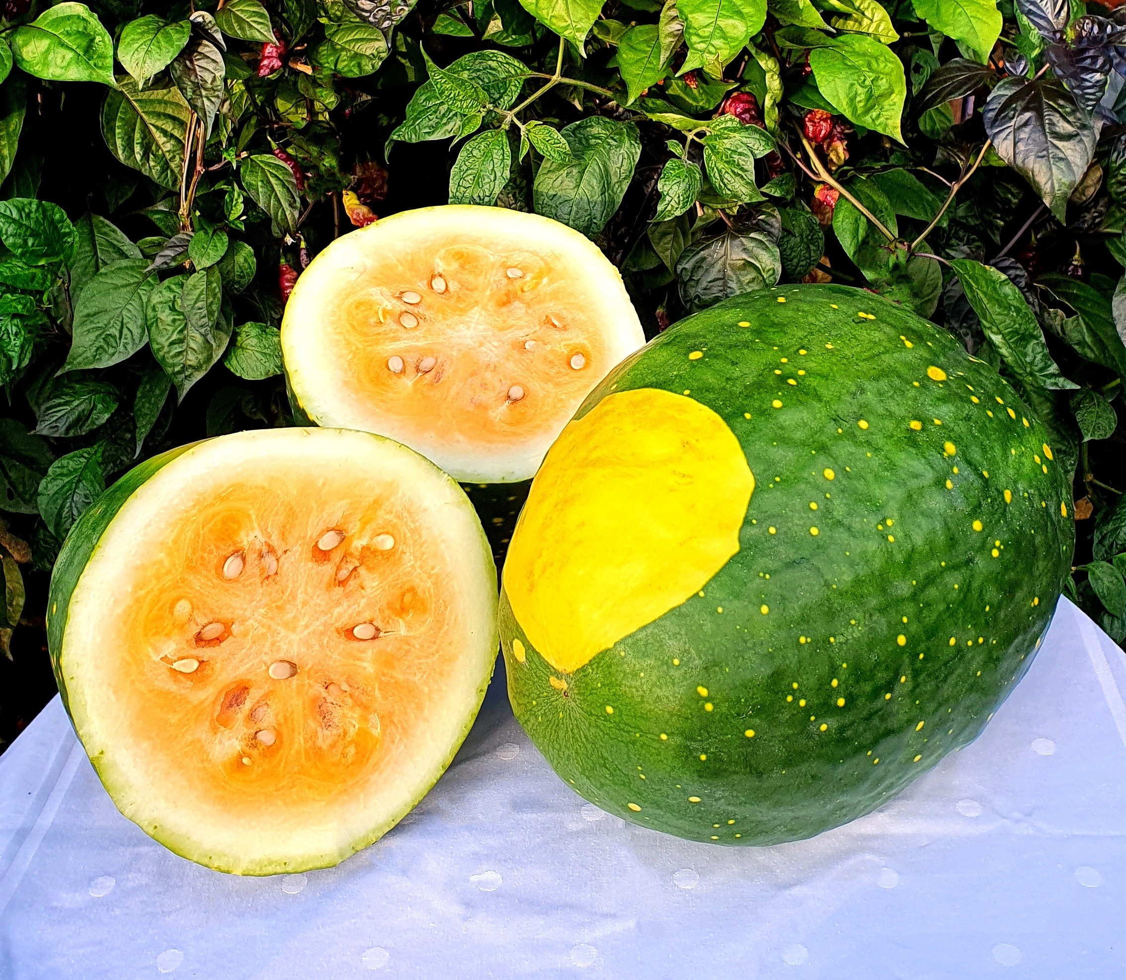 Types of Watermelon Plants