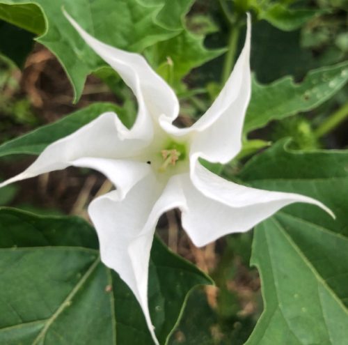 Flowers that Start with M