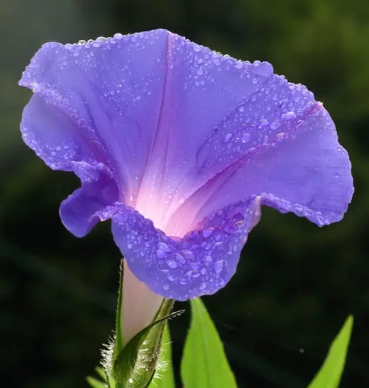 Flowers that Start with M