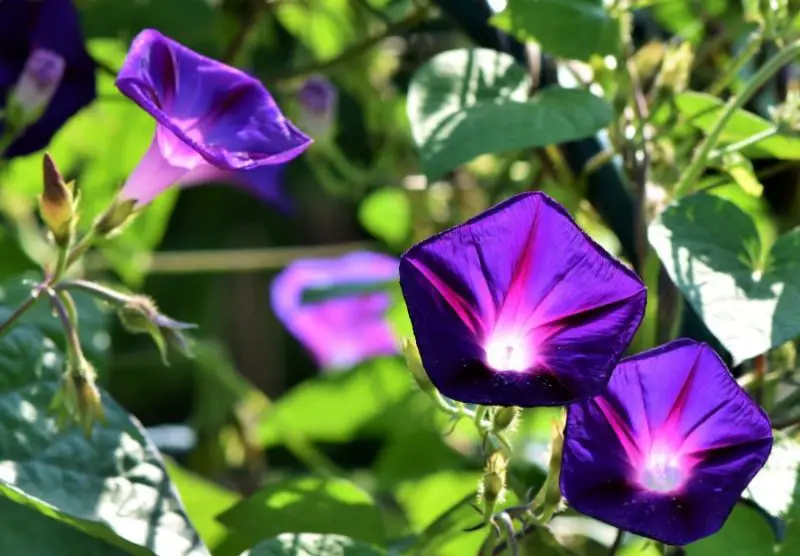 morning-glory-flowers-800x556-1-2 Flowers That Are Toxic to Cats