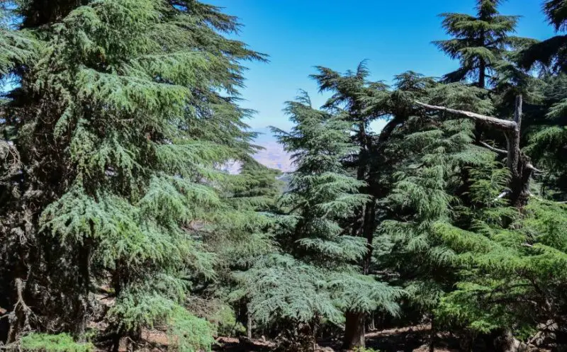 Types of Cedar Trees