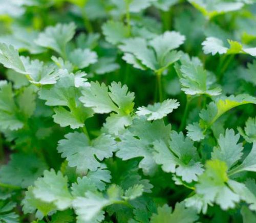 15 Types of Cilantro with Pictures