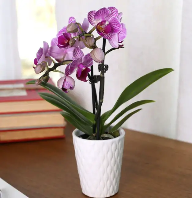 Pet Safe House Plants