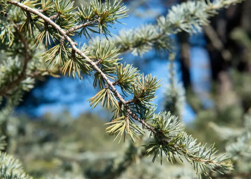 Types of Cedar Trees