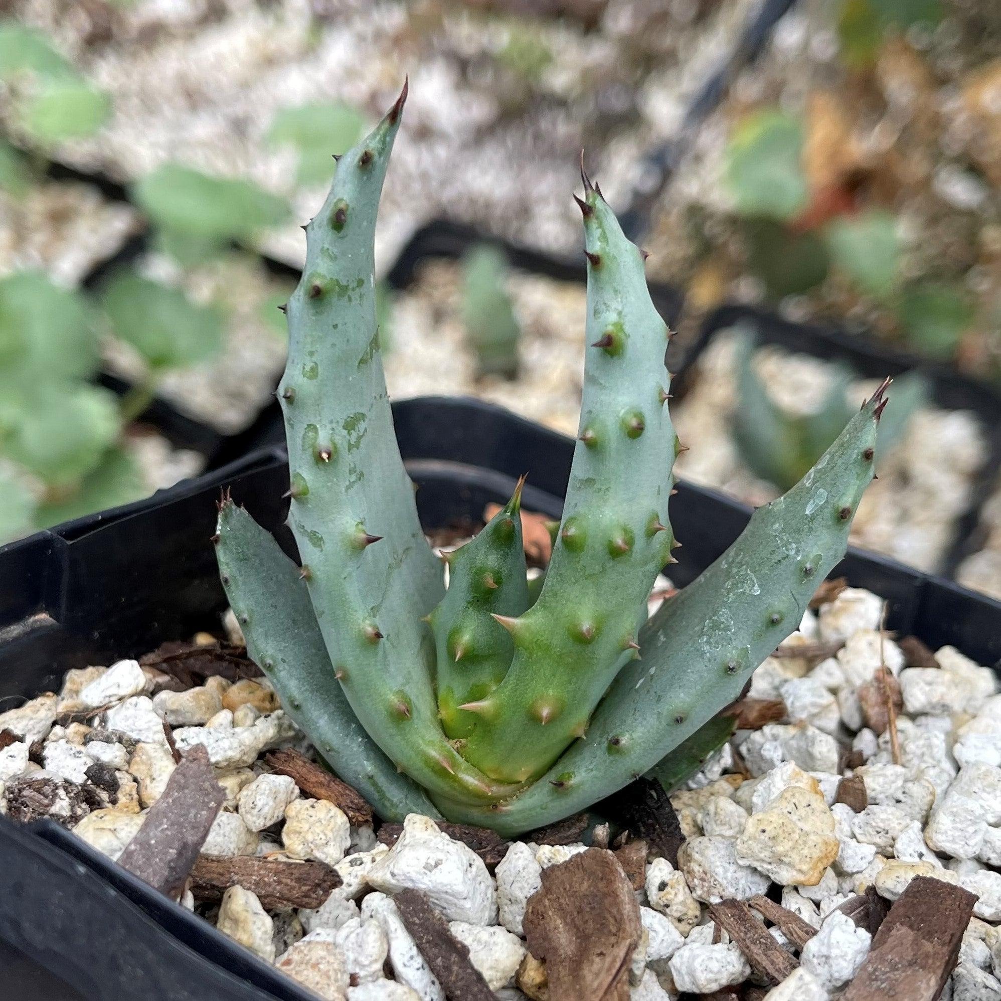 mountain-aloe-aloe-marlothii Types of Aloe Plants