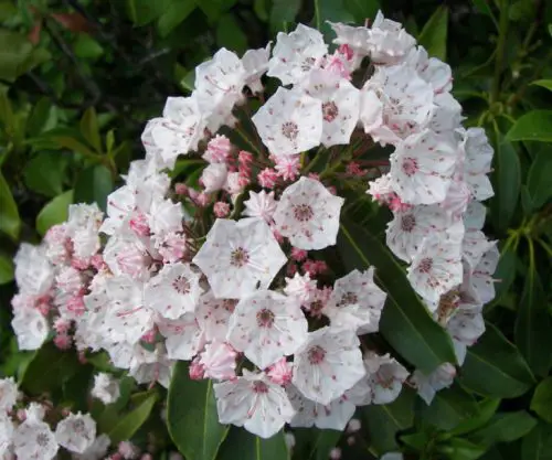 Flowers that Start with M