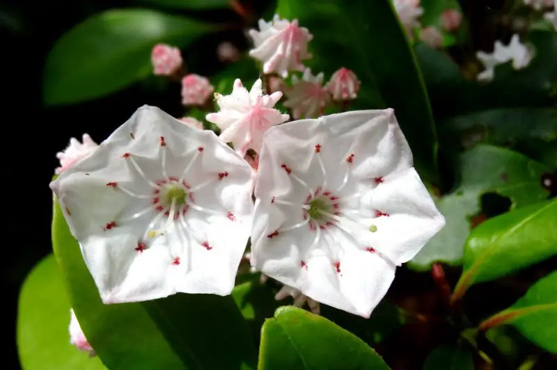 Flowers That Bloom in Spring