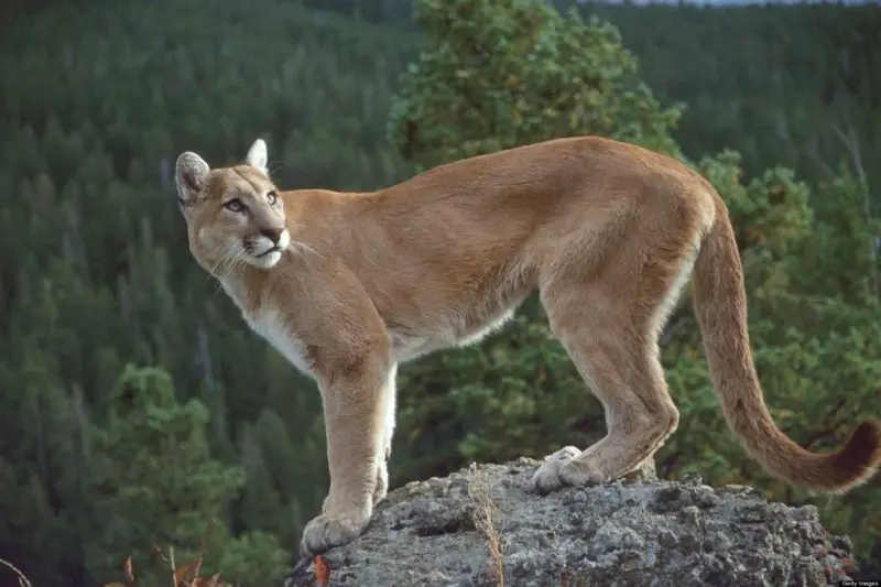 Mountain Lions in Utah