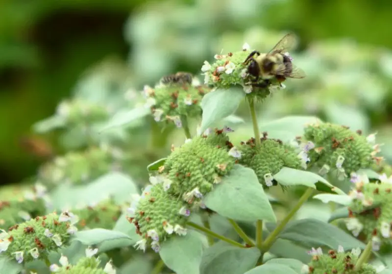 Mountain Mint Plant