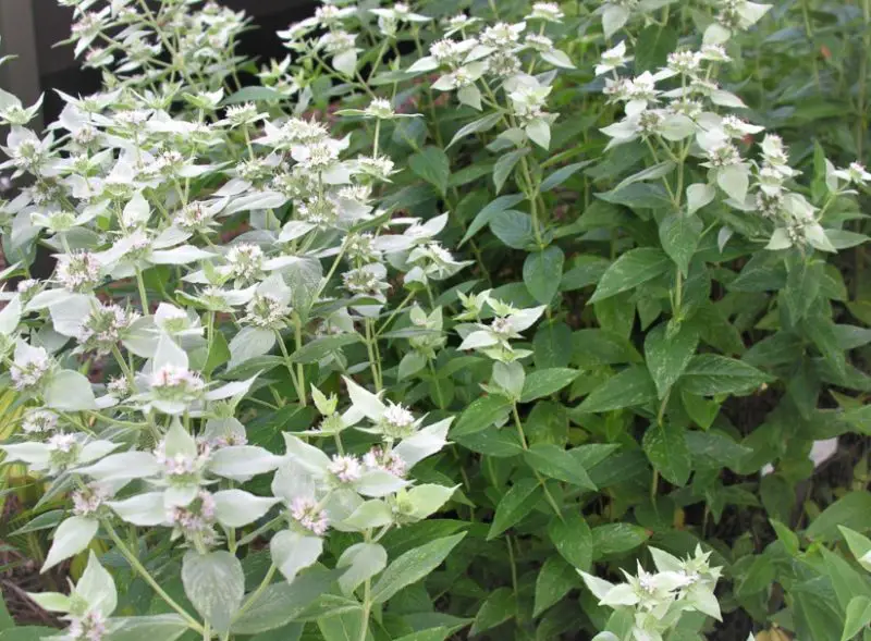 Mountain Mint Plant