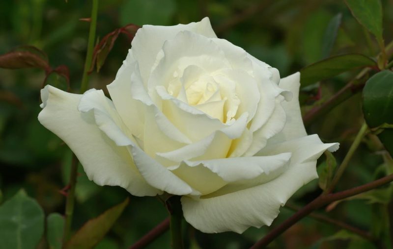 White Climbing Roses