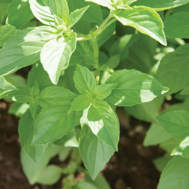 Types of Basil Plants
