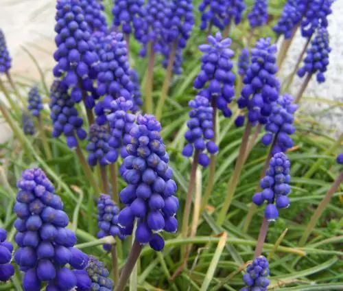 Flowers that Start with M