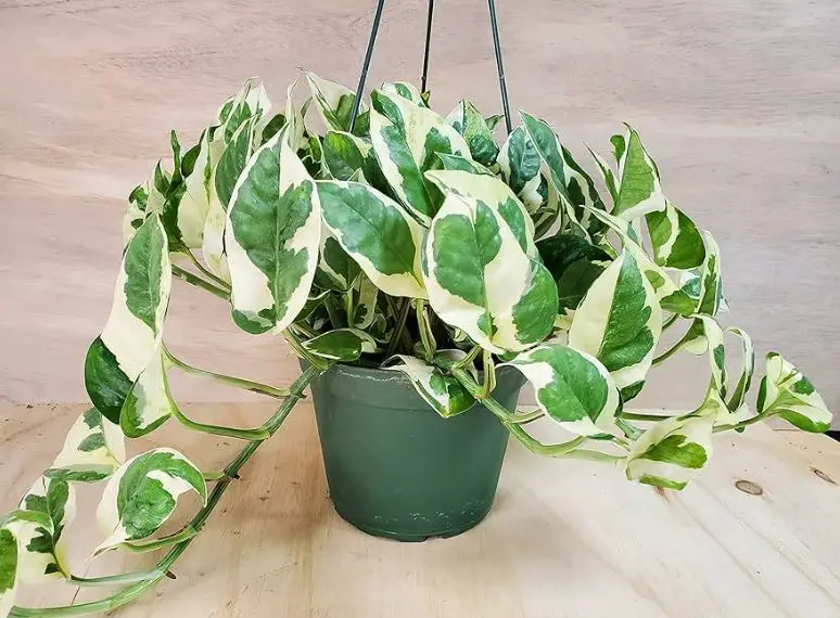 Types of Pothos