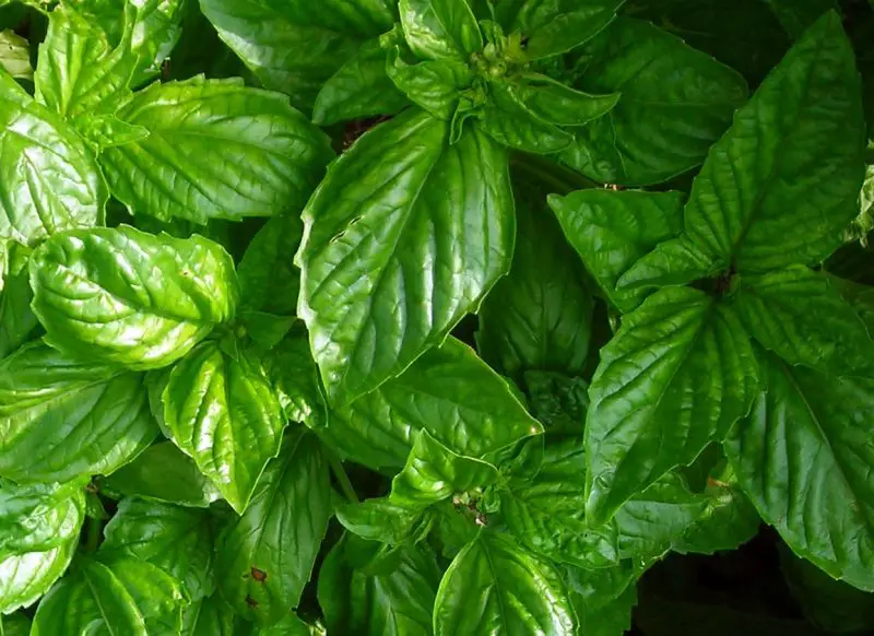 Types of Basil Plants