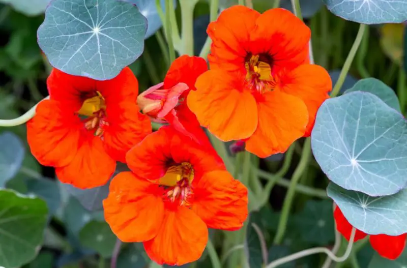 Raspberry Companion Plants