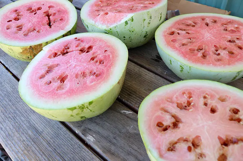 Types of Watermelon Plants
