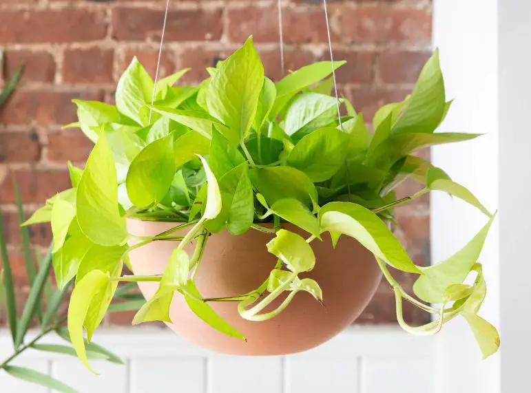 Types of Pothos