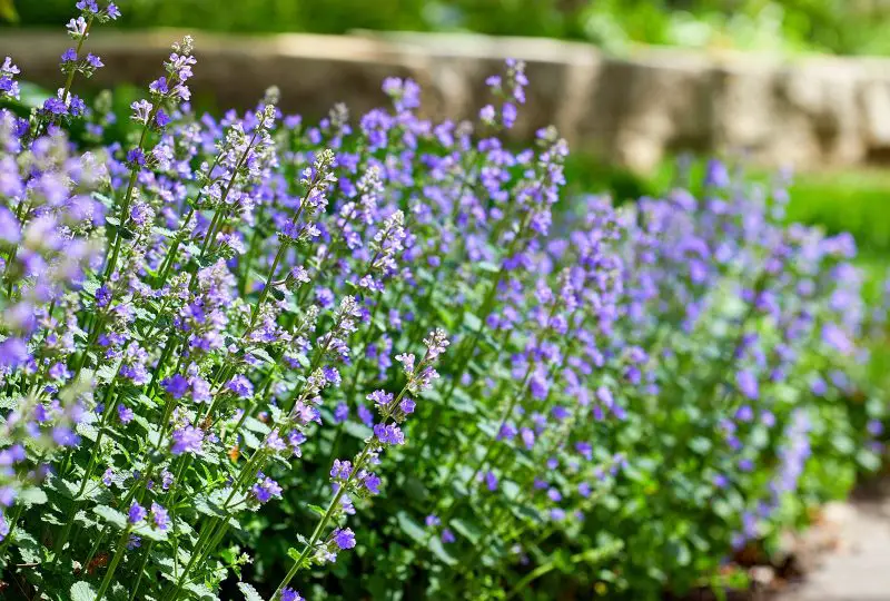 Shrubs with Purple Flowers