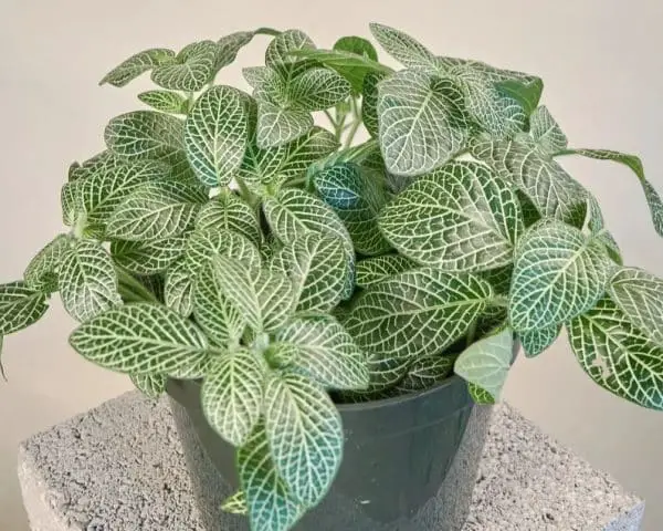 Pet Safe House Plants