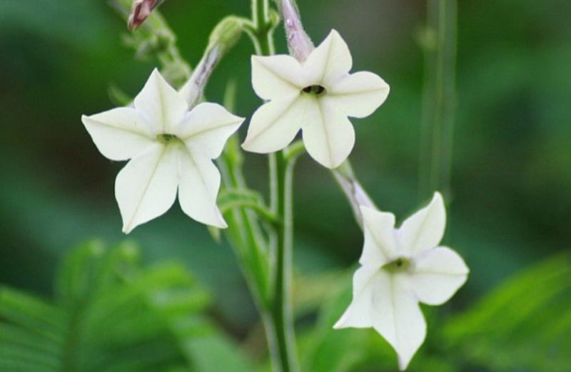 Flowers That Smell Good