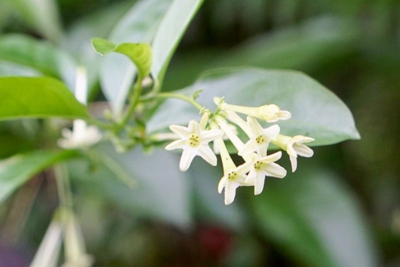 Flowers That Smell Good