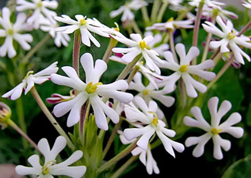 Flowers That Smell Good