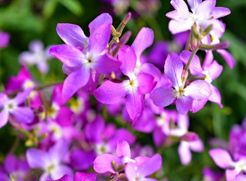 Flowers That Smell Good