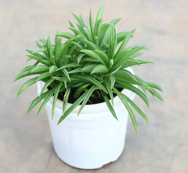 Peperomia Varieties