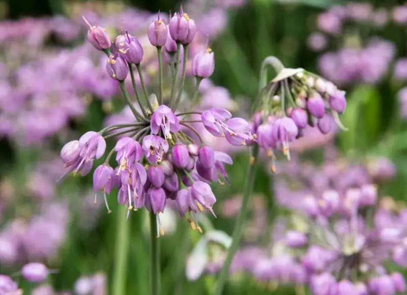 Plants That Repel Mosquitoes