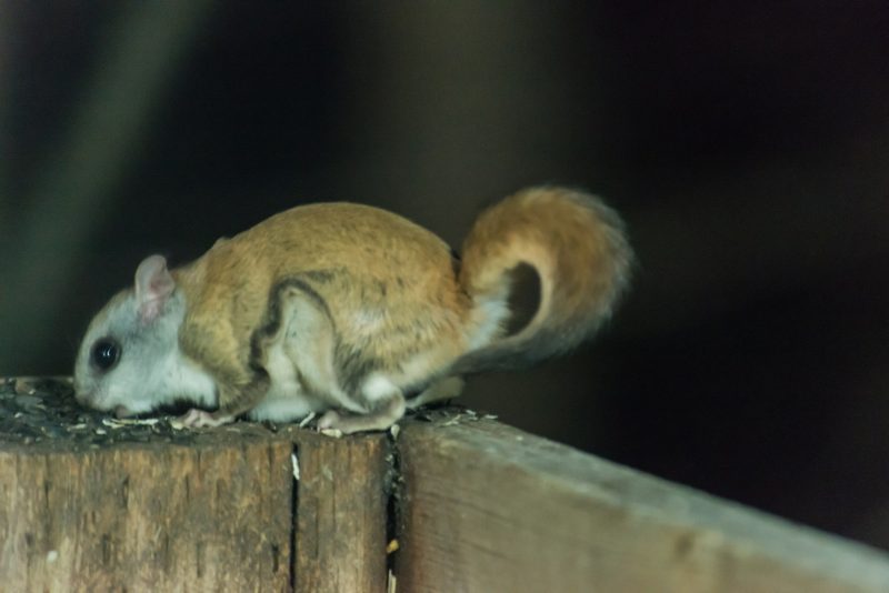 Squirrels in New Hampshire