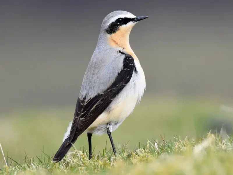 Top 10 Accidental Birds Ever Spotted in Alabama