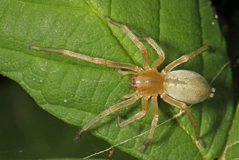 Dangerous Bugs in Missouri