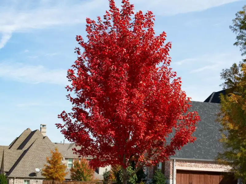 October Glory Maple Tree