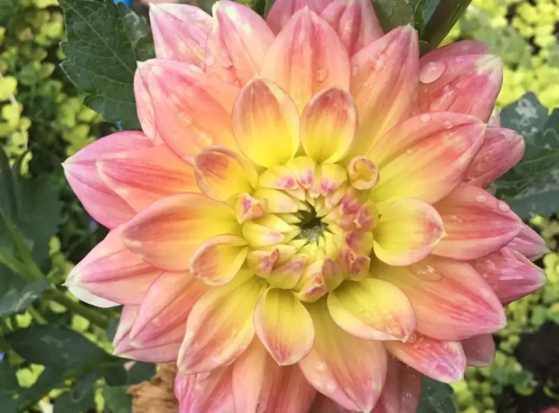 Yellow Dahlia
