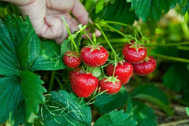 Types of Strawberry Plants