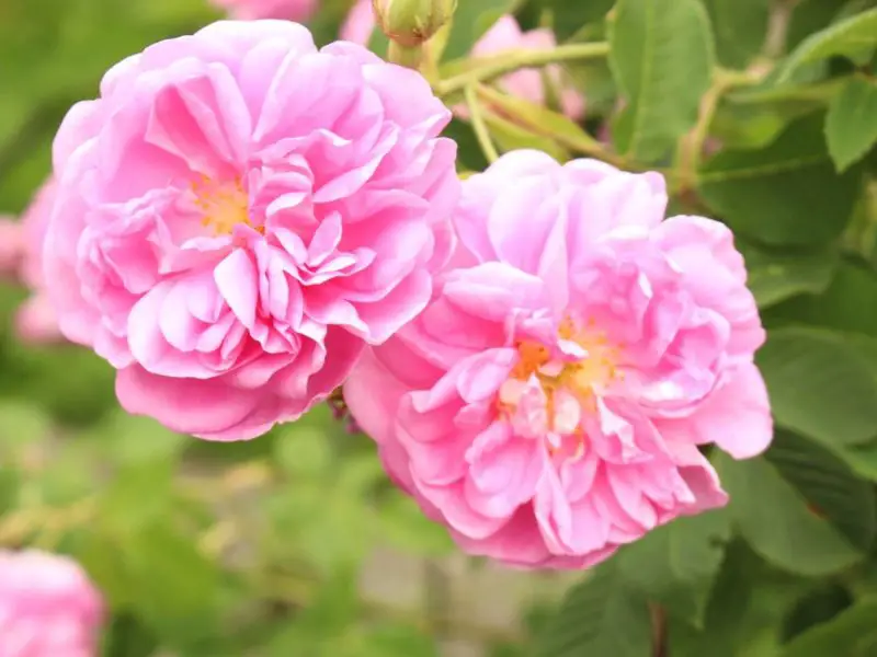 Types of Rose Plants