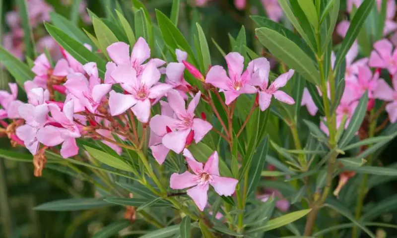 oleander-800x480-1 Flowers That Are Toxic to Cats