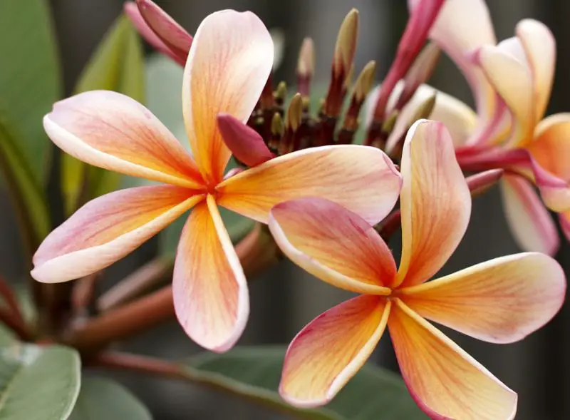 Flowers That Smell Good