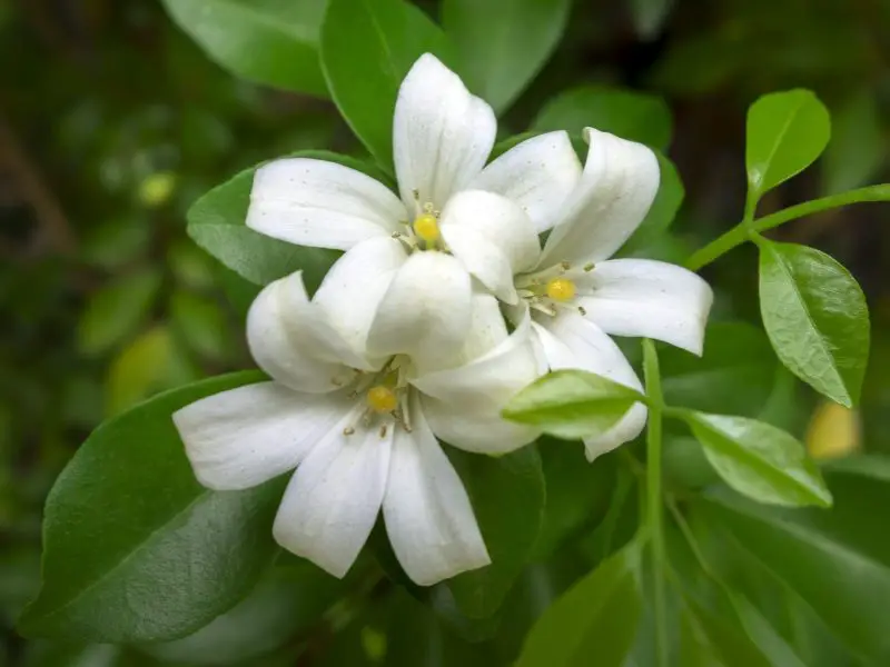 Flowers That Smell Good