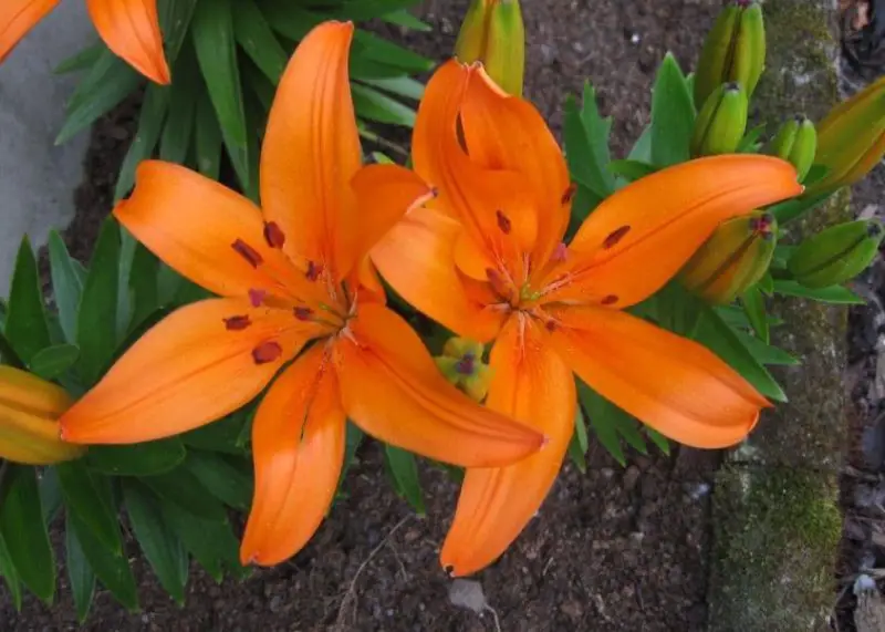 Types of Lilies
