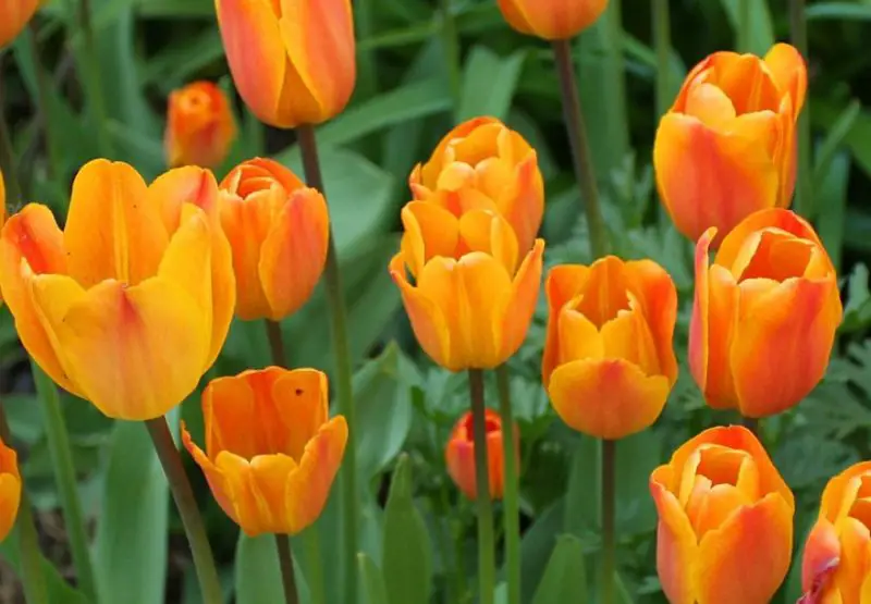 Flowers That Bloom in Spring