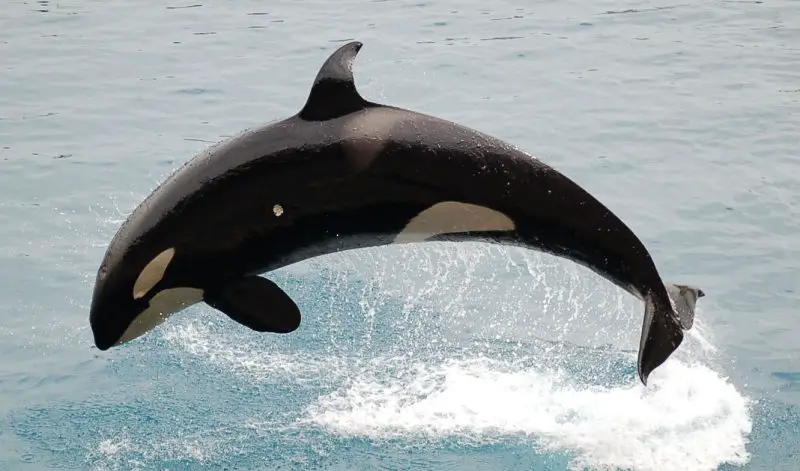 orca-orcinus-orca-1-800x471-2 orca (Orcinus orca)