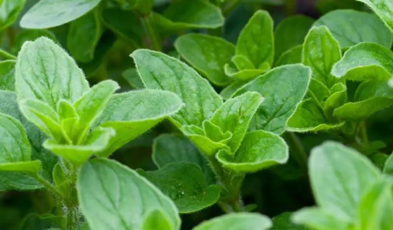 Raspberry Companion Plants