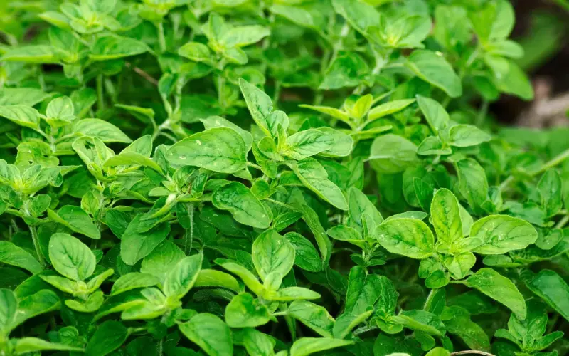 oregano-800x500-1 Plants That Repel Flies