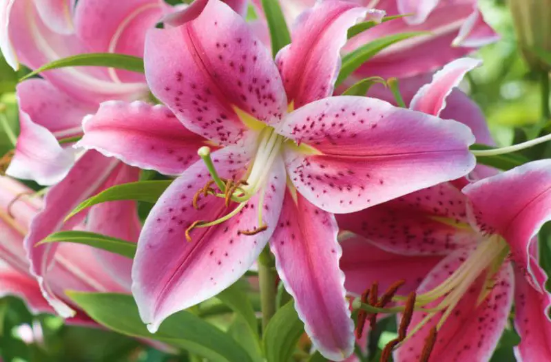 oriental-lilies-800x526-2 Flowers That Are Toxic to Cats