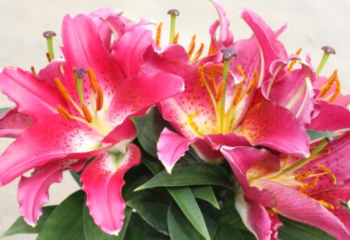 oriental-lily-starlight-express-500x343-1 Oriental Lily Starlight Express