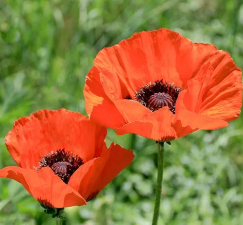 Oriental Poppy (Papaver Orientale)