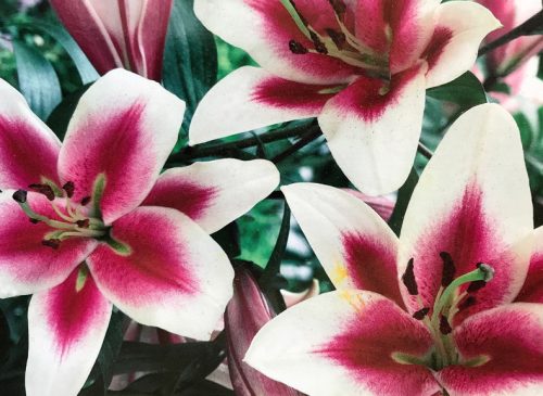 oriental-trumpet-lily-500x365-1 Oriental-Trumpet Lily